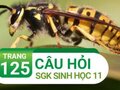 Câu hỏi thảo luận trang 125 SGK Sinh học 11