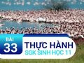 Thực hành bài 33: Xem phim về tập tính của động vật