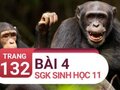 Câu 4 trang 132 SGK Sinh học 11