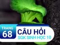 Đáp án câu hỏi thảo luận trang 68 SGK Sinh học 10