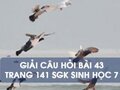 Hướng dẫn trả lời câu hỏi bài 43 trang 141 sgk Sinh học 7