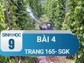 Bài 4 trang 165 sgk sinh 9