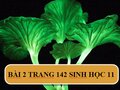 Bài 2 trang 142 SGK Sinh 11