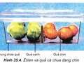 Câu hỏi trang 141 SGK Sinh học 11