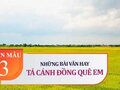 Tả cánh đồng lúa quê em