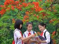 Văn mẫu miêu tả cây phượng lớp 7 hay nhất