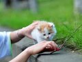 Tả con mèo lớp 7: Bài văn mẫu cảm xúc của em về con mèo hay nhất