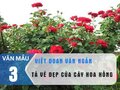Viết một đoạn văn ngắn tả vẻ đẹp của hoa hồng