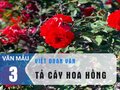 Văn mẫu 3 - Viết đoạn văn tả cây hoa hồng