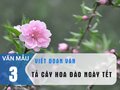 Văn mẫu 3 - Viết đoạn văn tả cây đào ngày tết