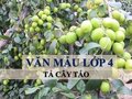 Bài văn tả cây táo