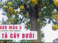 Văn mẫu 5 - Tả cây bưởi trong vườn