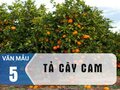 Tập làm văn 5 - Tả cây cam