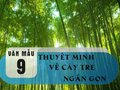 Văn mẫu 9 - Thuyết minh về cây tre ngắn gọn
