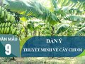 Dàn ý thuyết minh về cây chuối