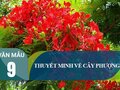Thuyết minh về cây phượng