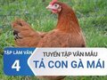 Tả con gà mái nhà em