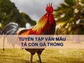 Tả con gà trống (Tổng hợp các lớp)