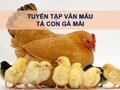 Những bài văn hay tả con gà mái
