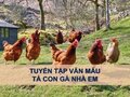 Tả con gà nhà em 