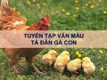 Văn mẫu tả đàn gà con hay nhất