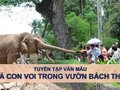 Văn mẫu Tả con voi trong vườn bách thú