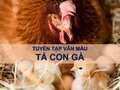 Tả con gà