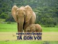 Văn mẫu tả con voi tuyển chọn