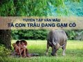 Bài văn tả con trâu đang gặm cỏ hay nhất