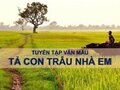 Những bài văn hay Tả con trâu nhà em