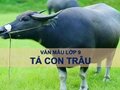 Văn mẫu tả con trâu