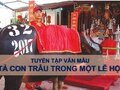 Văn mẫu tả con trâu trong lễ hội