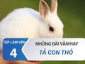 Văn mẫu tả con thỏ - Tập làm văn lớp 4