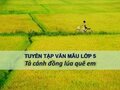 Tả cánh đồng lúa quê em lớp 5