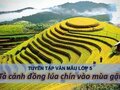 Tả cánh đồng lúa chín - Tập làm văn lớp 5