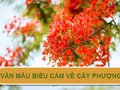Văn mẫu biểu cảm về cây phượng