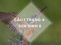 Câu 1 trang 6 SGK Sinh học 6