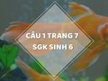 Câu 1 trang 9 SGK Sinh học 6