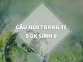 Câu hỏi thảo luận trang 11 SGK Sinh 6