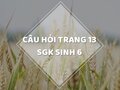 Câu hỏi thảo luận trang 13 SGK Sinh 6