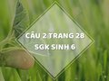 Câu 2 trang 28 SGK Sinh học 6