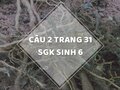 Câu 2 trang 31 SGK Sinh học 6