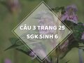 Câu 3 trang 25 SGK Sinh học 6