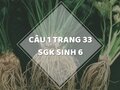 Câu 1 trang 33 SGK Sinh học 6