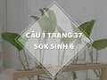 Câu 1 trang 37 SGK Sinh học 6