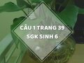 Câu 1 trang 39 SGK Sinh học 6