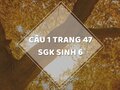 Câu 1 trang 47 SGK Sinh học 6