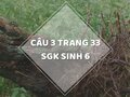 Câu 3 trang 33 SGK Sinh học 6
