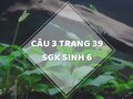 Câu 3 trang 39 SGK Sinh học 6