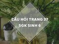 Câu hỏi thảo luận trang 37 SGK Sinh 6